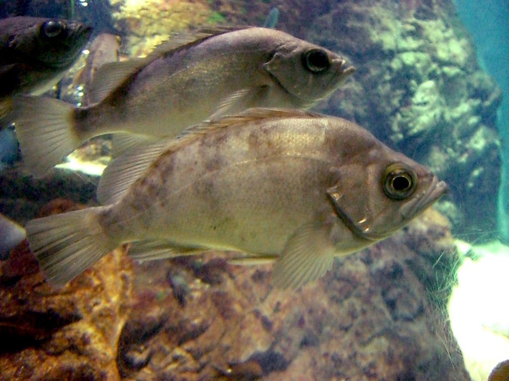Japanese Blue Seaperch