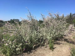 Malacothamnus jonesii