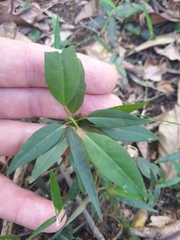 Secamone elliptica