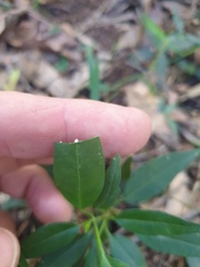 Secamone elliptica