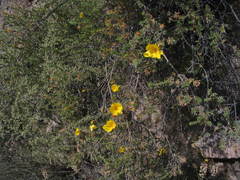 Balbisia verticillata