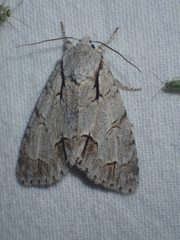 Acronicta tridens