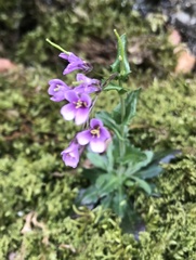 Arabis rosea