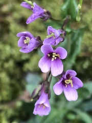 Arabis rosea