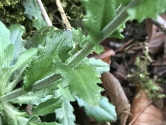 Arabis rosea