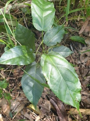 Sterculia quadrifida