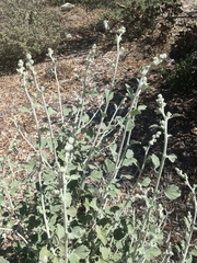 Malacothamnus arcuatus