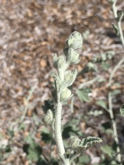 Malacothamnus arcuatus