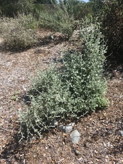Malacothamnus arcuatus
