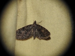 Eupithecia cocciferata
