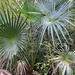 Silver Thatch Palm - Photo (c) Ann Schunior, some rights reserved (CC BY-NC), uploaded by Ann Schunior