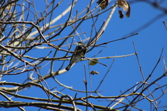 Setophaga coronata