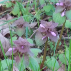 Lamium purpureum