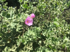 Malacothamnus lucianus