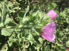 Malacothamnus lucianus