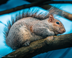 Sciurus carolinensis