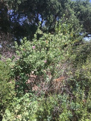 Malacothamnus lucianus