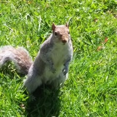 Sciurus carolinensis