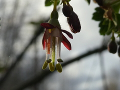 Ribes divaricatum divaricatum
