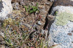 Erigeron grandiflorus