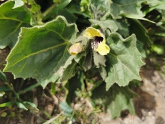 Hyoscyamus aureus