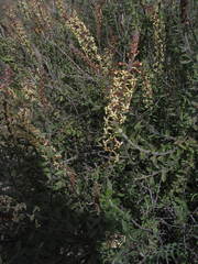 Mulguraea arequipensis