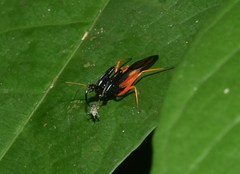 Acanthischium dimidiatum