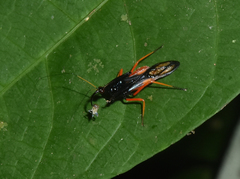 Acanthischium dimidiatum