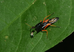 Acanthischium dimidiatum