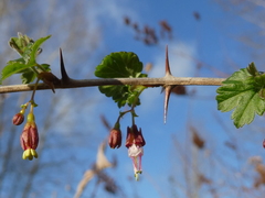 Ribes divaricatum divaricatum