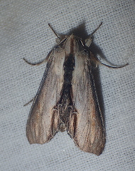 Cucullia scrophulariae