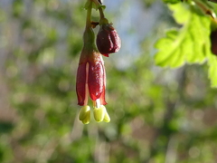 Ribes divaricatum divaricatum