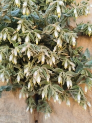 Podonosma orientalis