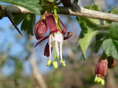 Ribes divaricatum divaricatum