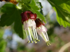 Ribes divaricatum divaricatum