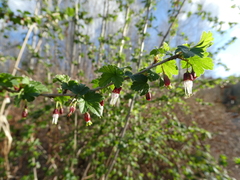 Ribes divaricatum divaricatum