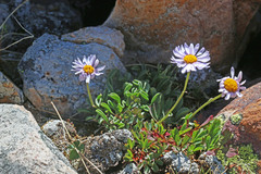 Erigeron leiomerus