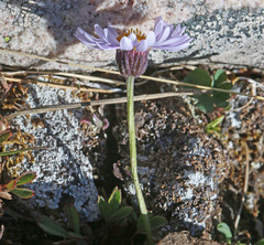 Erigeron leiomerus