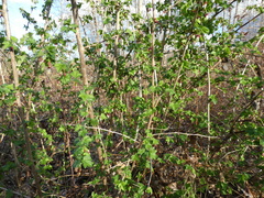 Ribes divaricatum divaricatum