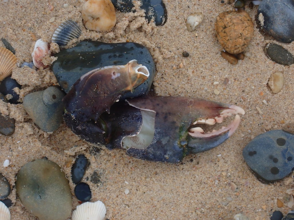 Mud Crab from Valla Beach NSW 2448, Australia on April 06, 2022 at 02