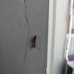 Odontomachus chelifer