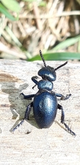 Meloe brevicollis