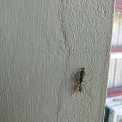 Odontomachus chelifer