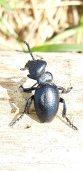 Meloe brevicollis