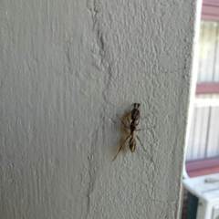 Odontomachus chelifer