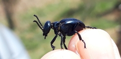 Meloe brevicollis
