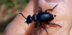 Meloe brevicollis