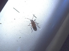 Physopelta quadriguttata