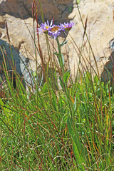 Erigeron glacialis glacialis