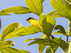 Piranga leucoptera